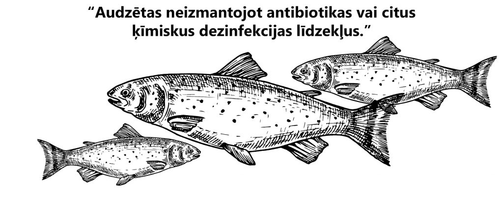 Latvijā audzētas varaviksnes foreles Latvijā audzētas varaviksnes foreles